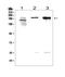 Agrin antibody, A04649, Boster Biological Technology, Western Blot image 
