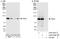 Zinc Finger And BTB Domain Containing 33 antibody, A303-558A, Bethyl Labs, Immunoprecipitation image 