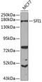 Protein SFI1 homolog antibody, 23-533, ProSci, Western Blot image 