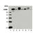 Heat Shock Transcription Factor 1 antibody, MBS565234, MyBioSource, Western Blot image 