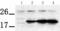 Protein Tyrosine Phosphatase 4A3 antibody, TA322444, Origene, Western Blot image 