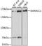 SWI/SNF Related, Matrix Associated, Actin Dependent Regulator Of Chromatin Subfamily C Member 1 antibody, A03303, Boster Biological Technology, Western Blot image 