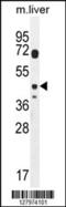 DTW Domain Containing 2 antibody, 55-147, ProSci, Western Blot image 