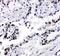 F-Box And Leucine Rich Repeat Protein 4 antibody, PA5-79240, Invitrogen Antibodies, Immunohistochemistry frozen image 