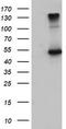 EGF Containing Fibulin Extracellular Matrix Protein 1 antibody, CF503772, Origene, Western Blot image 