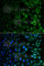 NAA40 antibody, A7385, ABclonal Technology, Immunofluorescence image 