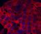 Bile salt sulfotransferase 1 antibody, AF5828, R&D Systems, Immunocytochemistry image 
