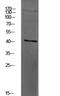 F2R Like Thrombin Or Trypsin Receptor 3 antibody, STJ99658, St John