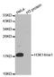 Histone H3.1t antibody, TA327573, Origene, Western Blot image 