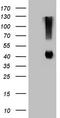 Alcohol dehydrogenase class-3 antibody, TA809482, Origene, Western Blot image 