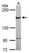 Nuclear factor related to kappa-B-binding protein antibody, GTX114908, GeneTex, Western Blot image 