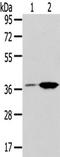 Thromboxane A2 Receptor antibody, TA351878, Origene, Western Blot image 