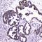 ATF4 antibody, PA5-78832, Invitrogen Antibodies, Immunohistochemistry paraffin image 