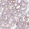 Uveal Autoantigen With Coiled-Coil Domains And Ankyrin Repeats antibody, NBP1-92554, Novus Biologicals, Immunohistochemistry frozen image 