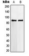 Von Willebrand Factor A Domain Containing 5A antibody, orb214202, Biorbyt, Western Blot image 