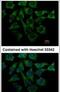LOR antibody, PA5-30583, Invitrogen Antibodies, Immunofluorescence image 