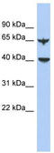 APOBEC4 antibody, TA333314, Origene, Western Blot image 