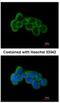 Fibronectin Leucine Rich Transmembrane Protein 1 antibody, NBP1-31403, Novus Biologicals, Immunocytochemistry image 