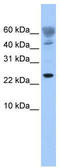FUN14 Domain Containing 1 antibody, TA337772, Origene, Western Blot image 