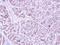 Pituitary Tumor-Transforming 2 antibody, NBP2-20006, Novus Biologicals, Immunohistochemistry frozen image 