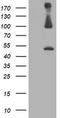 Proteasome 26S Subunit, Non-ATPase 2 antibody, TA503270, Origene, Western Blot image 
