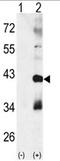 Mitogen-activated protein kinase 11 antibody, AP14127PU-N, Origene, Western Blot image 