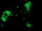 Dystrobrevin Alpha antibody, TA502184, Origene, Immunofluorescence image 