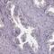 Sperm-associated antigen 8 antibody, PA5-64354, Invitrogen Antibodies, Immunohistochemistry frozen image 