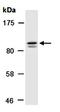CCR4-NOT transcription complex subunit 2 antibody, orb67163, Biorbyt, Western Blot image 