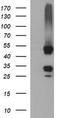 Microfibril Associated Protein 3 antibody, M13942, Boster Biological Technology, Western Blot image 