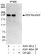 Rho Guanine Nucleotide Exchange Factor 11 antibody, A301-951A, Bethyl Labs, Immunoprecipitation image 