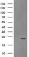 Sex Determining Region Y antibody, CF505290, Origene, Western Blot image 
