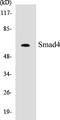 SMAD Family Member 4 antibody, EKC1530, Boster Biological Technology, Western Blot image 