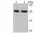 Peroxiredoxin 6 antibody, NBP2-75615, Novus Biologicals, Western Blot image 