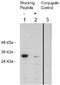 Four And A Half LIM Domains 2 antibody, AP05258SU-N, Origene, Western Blot image 