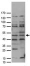 BRCA1-A complex subunit Abraxas antibody, TA890042S, Origene, Western Blot image 