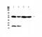 UDP-glucuronosyltransferase 1-1 antibody, PA5-80204, Invitrogen Antibodies, Western Blot image 