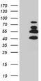 SATB Homeobox 2 antibody, TA800843, Origene, Western Blot image 