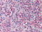 XIAP Associated Factor 1 antibody, AP07388PU-N, Origene, Immunohistochemistry paraffin image 