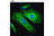 Vimentin antibody, 5741T, Cell Signaling Technology, Immunofluorescence image 