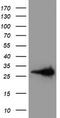 Latexin antibody, CF503779, Origene, Western Blot image 