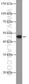 LIM Homeobox 4 antibody, 11183-1-AP, Proteintech Group, Western Blot image 