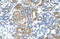 Cordon-Bleu WH2 Repeat Protein Like 1 antibody, ARP42423_P050, Aviva Systems Biology, Immunohistochemistry frozen image 