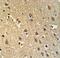 Shadow Of Prion Protein antibody, LS-C161472, Lifespan Biosciences, Immunohistochemistry paraffin image 