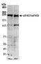 p220 antibody, A300-502A, Bethyl Labs, Western Blot image 