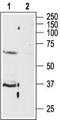 Purinergic Receptor P2Y13 antibody, TA328651, Origene, Western Blot image 