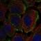 VE-PTP antibody, NBP2-56421, Novus Biologicals, Immunofluorescence image 