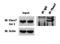 F-box only protein 7 antibody, GTX46925, GeneTex, Immunoprecipitation image 