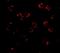 Ribonuclease H2 subunit A antibody, NBP1-76981, Novus Biologicals, Immunofluorescence image 