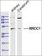 Colony Stimulating Factor 2 Receptor Alpha Subunit antibody, orb10732, Biorbyt, Western Blot image 